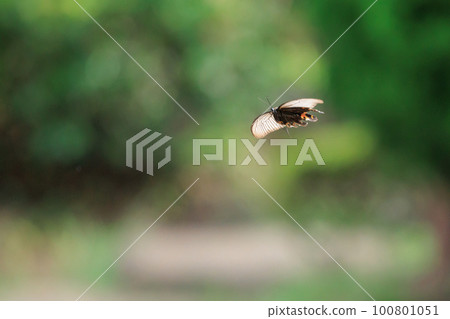 Spangle, a black swallowtail butterfly that gracefully dances in the forest Spangle, a black swallowtail butterfly that gracefully dances in the forest 100801051