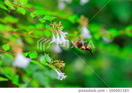 The larva is a forest pest 100801383