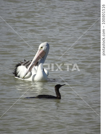 Pelican and another water bird swims together Pelican and another water bird swims together 100801516