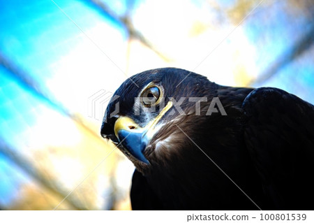 Steppe eagle - close-up portrait of this majestic bird of prey Steppe eagle - close-up portrait of this majestic bird of prey 100801539