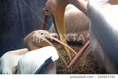 close up of a pelicans close up of a pelicans 100801542