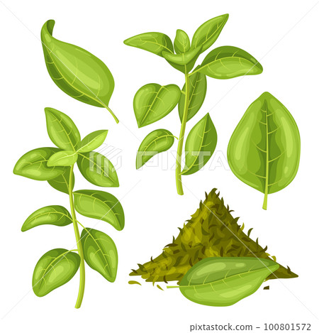 oregano green food set cartoon vector illustration oregano green food set cartoon vector illustration 100801572