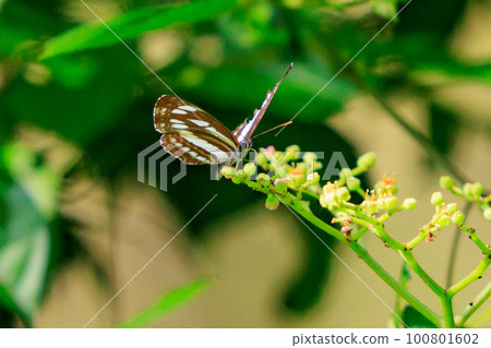 Jicho小姐令人印象深刻的滑翔飛行 100801602