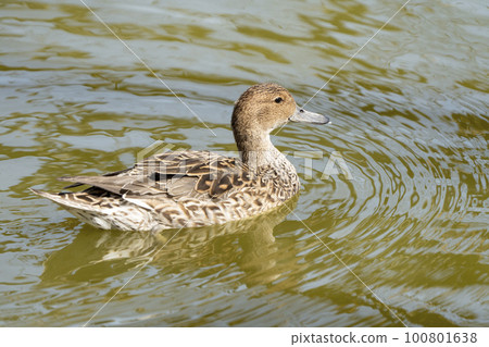 Ducks swimming in a pond Iwanuma City, Miyagi Prefecture 100801638