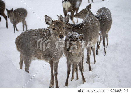 Ezo deer 100802404