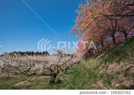 Gunma Three Great Plum Groves: Misato Plum Grove 100802582