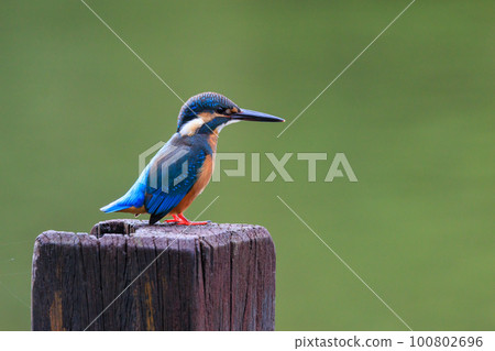 Ruri-colored popular kingfisher Ruri-colored popular kingfisher 100802696