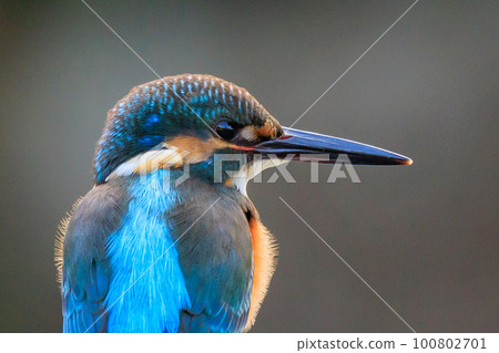 Ruri-colored popular kingfisher 100802701