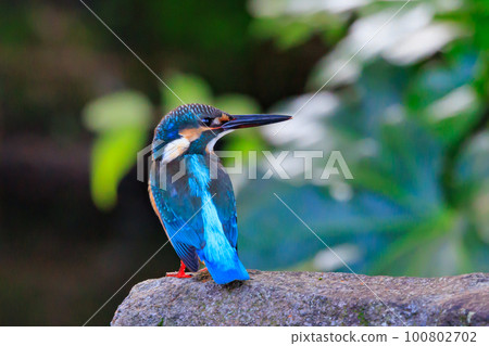 Ruri-colored popular kingfisher 100802702