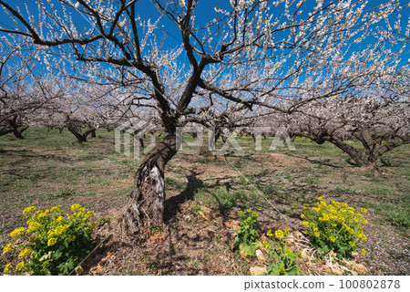 群馬三大梅林：美里梅林 100802878