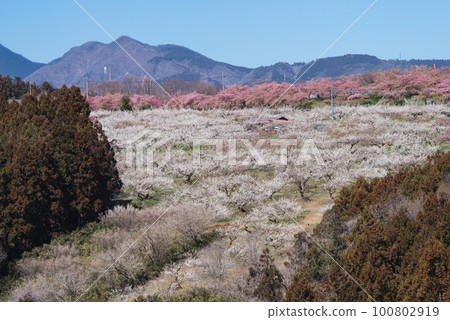 Gunma Three Great Plum Groves: Misato Plum Grove Gunma Three Great Plum Groves: Misato Plum Grove 100802919