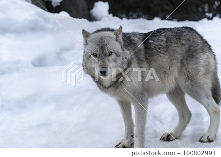 一隻狼 一隻狼 100802991