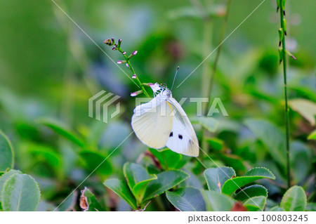 A white fairy fluttering and fluttering, a cabbage white butterfly A white fairy fluttering and fluttering, a cabbage white butterfly 100803245