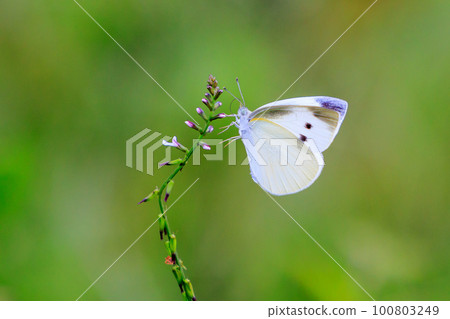 A white fairy fluttering and fluttering, a cabbage white butterfly A white fairy fluttering and fluttering, a cabbage white butterfly 100803249