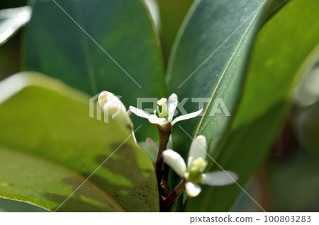 Miyamashikimi之花 Miyamashikimi之花 100803283