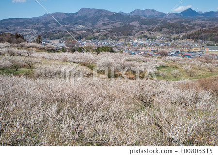 群馬三大梅林:從榛名梅林看梅花和赤城山 群馬三大梅林:從榛名梅林看梅花和赤城山 100803315