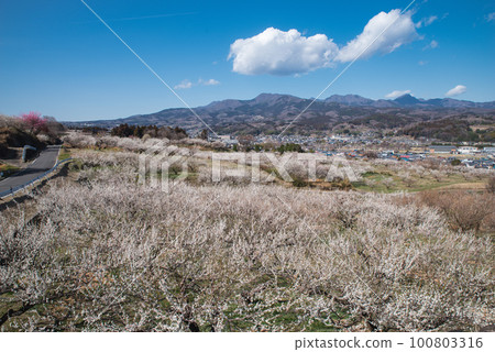 群馬三大梅林:從榛名梅林看梅花和赤城山 群馬三大梅林:從榛名梅林看梅花和赤城山 100803316