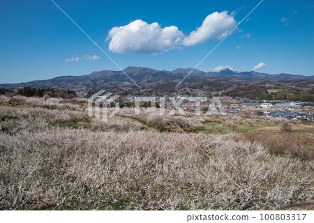 群馬三大梅林：從榛名梅林看梅花和赤城山 100803317