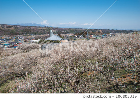 Gunma Three Great Plum Groves: Haruna Plum Grove Gunma Three Great Plum Groves: Haruna Plum Grove 100803319