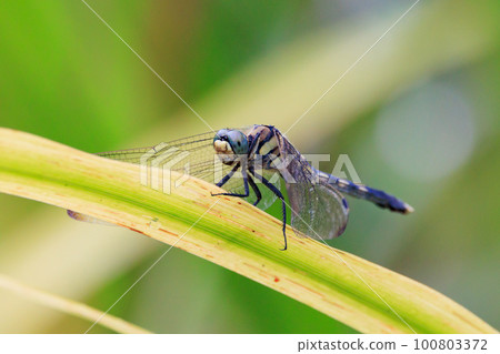 Two-tone familiar dragonfly Shiokara dragonfly Two-tone familiar dragonfly Shiokara dragonfly 100803372
