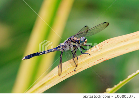 Two-tone familiar dragonfly Shiokara dragonfly Two-tone familiar dragonfly Shiokara dragonfly 100803373