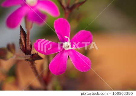 Sirene Caroliniana Flower (Sirene Spanish Flamenco) Sirene Caroliniana Flower (Sirene Spanish Flamenco) 100803390