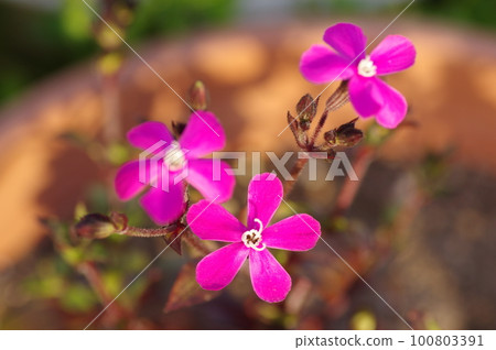 Sirene Caroliniana Flower (Sirene Spanish Flamenco) Sirene Caroliniana Flower (Sirene Spanish Flamenco) 100803391