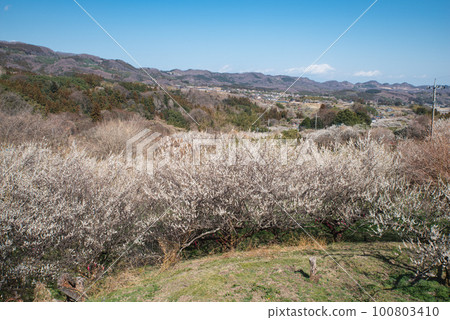 群馬縣三大梅林:秋馬梅林 群馬縣三大梅林:秋馬梅林 100803410