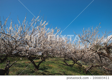 Gunma Three Major Plum Groves: Akima Plum Grove Gunma Three Major Plum Groves: Akima Plum Grove 100803411