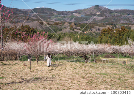 Gunma Three Major Plum Groves: Akima Plum Grove Gunma Three Major Plum Groves: Akima Plum Grove 100803415