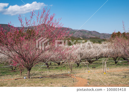 Gunma Three Major Plum Groves: Akima Plum Grove 100803418
