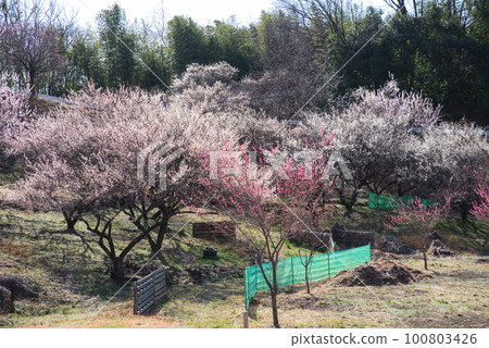 群馬縣三大梅林:秋馬梅林 群馬縣三大梅林:秋馬梅林 100803426