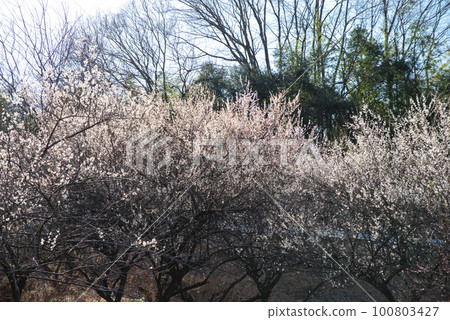 Gunma Three Major Plum Groves: Akima Plum Grove Gunma Three Major Plum Groves: Akima Plum Grove 100803427