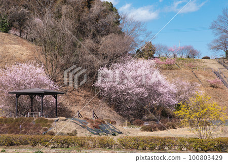 Gunma Three Major Plum Groves: Akima Plum Grove Gunma Three Major Plum Groves: Akima Plum Grove 100803429