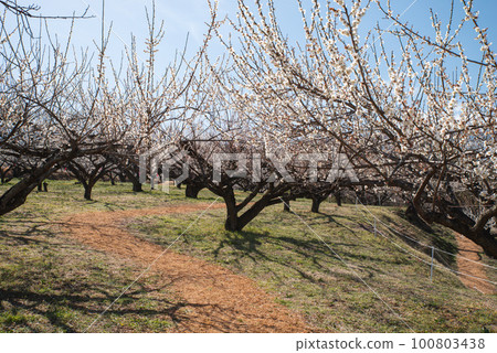 群馬三大梅林：榛名梅林 100803438