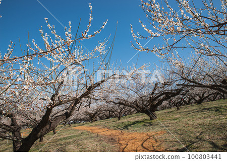 Gunma Three Great Plum Groves: Haruna Plum Grove 100803441