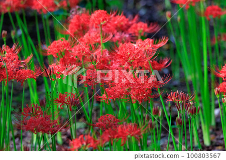 A cluster amaryllis that blooms red flowers to match the autumn equinoctial week 100803567