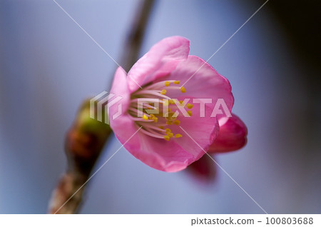 Sakura Kawazu Sakura Before the makeup blooms Sakura Kawazu Sakura Before the makeup blooms 100803688