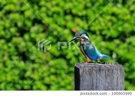 Ruri-colored popular kingfisher 100803990