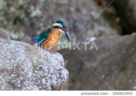 Ruri-colored popular kingfisher 100803991