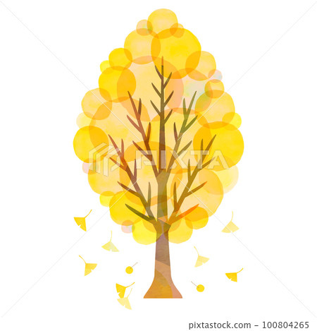 big ginkgo tree ginkgo roadside trees autumn leaves 100804265