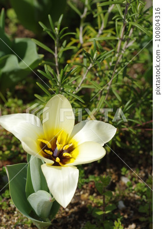 Tulip flowers and rosemary blooming in the garden 100804316