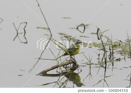 Tsume nagase beautiful Tsume nagase beautiful 100804358