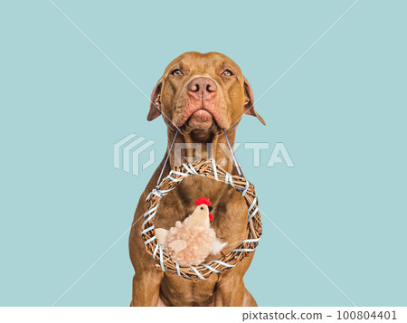 Cute puppy, wicker wreath and soft, plush toy 100804401