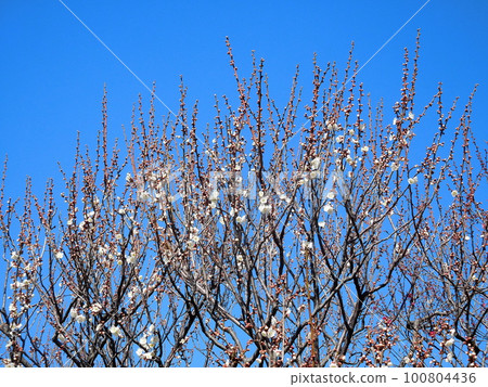 Ume Shirakaga Single white flower Begins to bloom 100804436