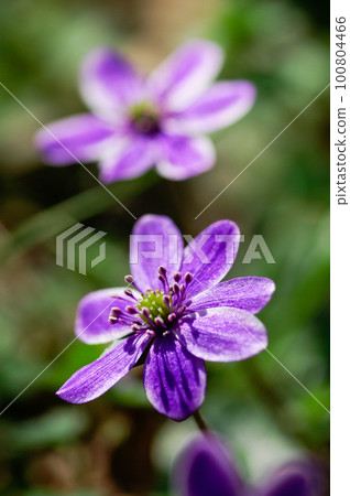Snow Bunny Purple 100804466