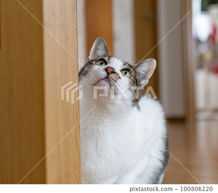 A cat staring at a pheasant cat 100806220