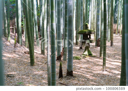 竹林石燈籠 100806389