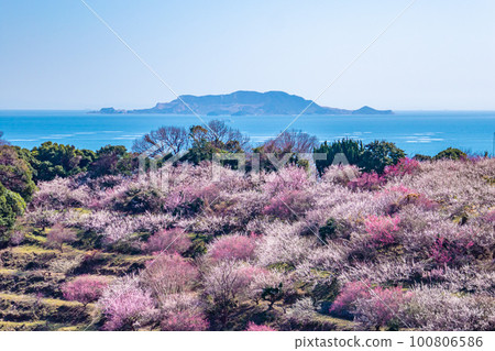 beautiful plum grove scenery beautiful plum grove scenery 100806586