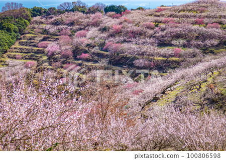 beautiful plum grove scenery 100806598